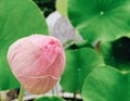 Pink lotus flower bud with raindrops and blurred background of lotus leaf Royalty Free Stock Photo