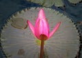 Pink lotus flower bud ready to bloom in a pond at botanical Moir Gardens, Poipu, Kauai, Hawaii, USA