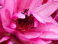 Pink Lotus Flower. Royalty Free Stock Photo