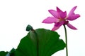 Pink lotus flower Royalty Free Stock Photo
