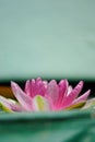 Pink lotus flower contrast with green background Royalty Free Stock Photo