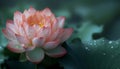 Pink lotus flower with delicate water droplets stands out with its vibrant petals against the dark green lily pads in the Royalty Free Stock Photo