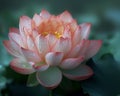 Pink lotus flower with delicate water droplets stands out with its vibrant petals against the dark green lily pads in the Royalty Free Stock Photo