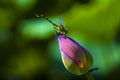 Pink lotus flower with a dragonfly Royalty Free Stock Photo