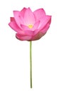 Pink lotus flower in full bloom isolated on white background with clipping path for design purpose Royalty Free Stock Photo