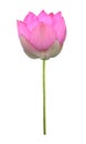 Pink lotus flower in full bloom isolated on white background with clipping path for design purpose Royalty Free Stock Photo