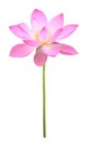 Pink lotus flower in full bloom isolated on white background with clipping path for design purpose Royalty Free Stock Photo