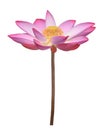 Pink lotus flower in full bloom isolated on white background with clipping path for design purpose Royalty Free Stock Photo