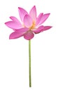 Pink lotus flower in full bloom isolated on white background with clipping path for design purpose Royalty Free Stock Photo