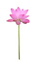 Pink lotus flower in full bloom isolated on white background with clipping path for design purpose Royalty Free Stock Photo