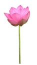 Pink lotus flower in full bloom isolated on white background with clipping path for design purpose Royalty Free Stock Photo