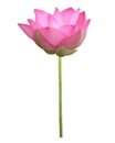 Pink lotus flower in full bloom isolated on white background with clipping path for design purpose Royalty Free Stock Photo