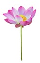 Pink lotus flower in full bloom isolated on white background with clipping path for design usage Royalty Free Stock Photo