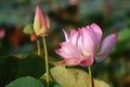 Pink Lotus Flower and Bud in The Sunshine