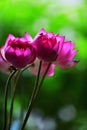 Pink lotus flowers in the garden