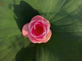 pink Lotus Flower on green background