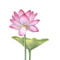 Pink Lotus flower and green Leaf. Blooming Water Lily. Watercolor illustration isolated on white background. Hand drawn Royalty Free Stock Photo