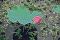 Pink lotus flower with leaf on the lake surface Royalty Free Stock Photo