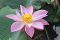 Pink lotus