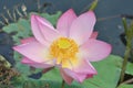 Pink lotus