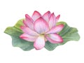 Pink Lotus Flower on green Leaf. Water lily, Indian lotus, sacred lotus. Watercolor illustration isolated on white background. Royalty Free Stock Photo