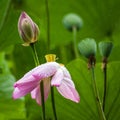 Pink Lotus Flower with Green Leaves and Bud and Seed Pod Royalty Free Stock Photo