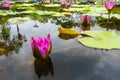 Pink lotus flower grow in pond water in nature