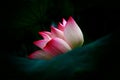 Pink lotus flower head come out