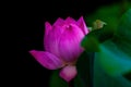 Lotus flower head above half Royalty Free Stock Photo