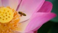 Pink lotus flower with honey bee Royalty Free Stock Photo