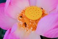 Pink lotus flower with honey bee Royalty Free Stock Photo