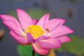 Pink lotus flower with honey bee Royalty Free Stock Photo