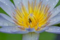 Pink lotus flower with honey bee. Closeup focus of a beautiful pink lotus flower with bee collecting honey,Soft focus, Royalty Free Stock Photo