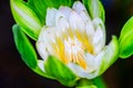 Pink lotus flower with honey bee. Closeup focus of a beautiful pink lotus flower with bee collecting honey,Soft focus, Royalty Free Stock Photo