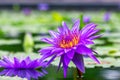 Pink lotus flower with honey bee. Closeup focus of a beautiful pink lotus flower with bee collecting honey,Soft focus, Royalty Free Stock Photo