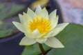 Pink lotus flower with honey bee. Closeup focus of a beautiful pink lotus flower with bee collecting honey,Soft focus, Royalty Free Stock Photo