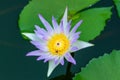 Pink lotus flower with honey bee. Closeup focus of a beautiful pink lotus flower with bee collecting honey,Soft focus, Royalty Free Stock Photo