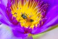 Pink lotus flower with honey bee. Closeup focus of a beautiful pink lotus flower with bee collecting honey,Soft focus, Royalty Free Stock Photo