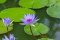 Pink lotus flower with honey bee. Closeup focus of a beautiful pink lotus flower with bee collecting honey,Soft focus, Royalty Free Stock Photo