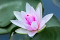 Pink lotus flower with honey bee. Closeup focus of a beautiful pink lotus flower with bee collecting honey,Soft focus, Royalty Free Stock Photo