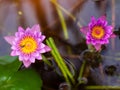 Pink Lotus flower with honey bee collecting pollen in summer Royalty Free Stock Photo