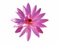 Pink lotus flower isolated Royalty Free Stock Photo