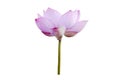 Pink lotus flower isolated on white background with Clipping Paths.