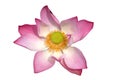 Pink Lotus flower Royalty Free Stock Photo