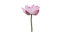Pink lotus flower isolated on white background with Clipping Paths.