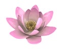 Pink Lotus Flower Isolated Royalty Free Stock Photo