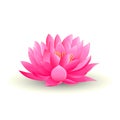 pink lotus flower isolated on white background Royalty Free Stock Photo