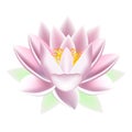Pink lotus flower isolated on white background. Royalty Free Stock Photo