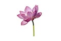 Pink lotus flower isolated on white background.