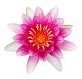 Pink lotus flower isolated on white Royalty Free Stock Photo